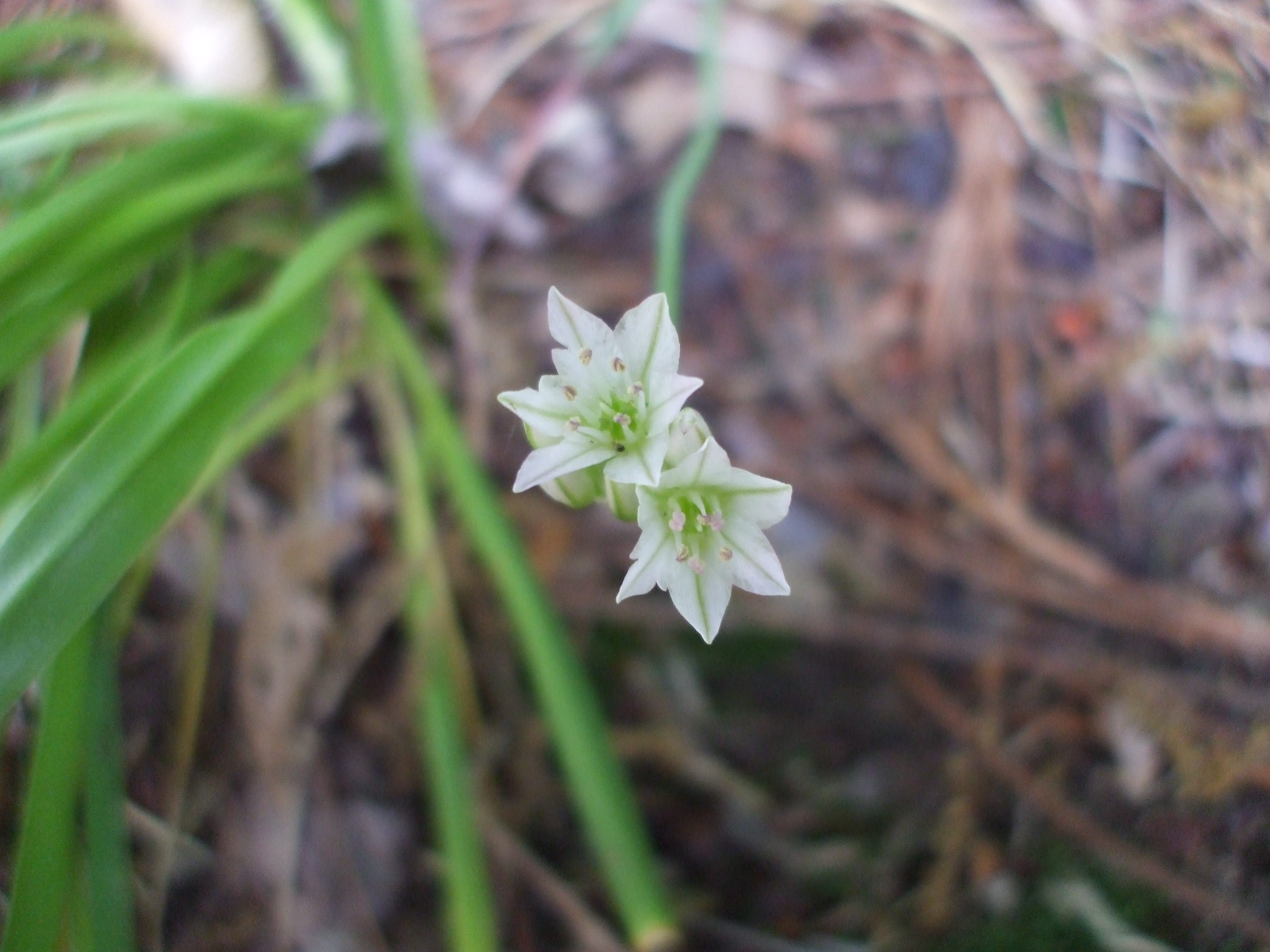 Allium diabolense